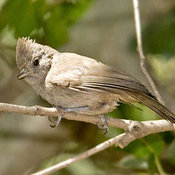 Oak Titmouse